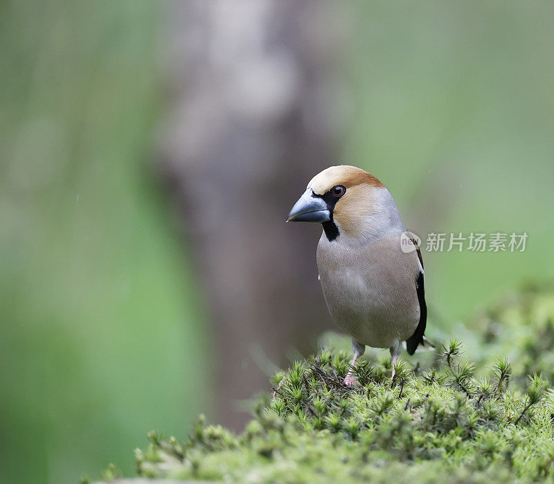 山雀（Coccothraustes coccothraustes）国际象棋